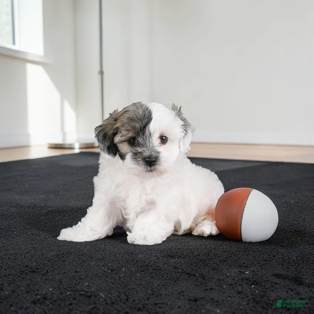 Maltipoo dogs for sale: JOY - Ad 2