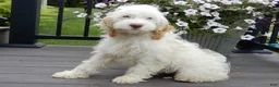 Cockapoo dogs for sale: Maci - Ad 5