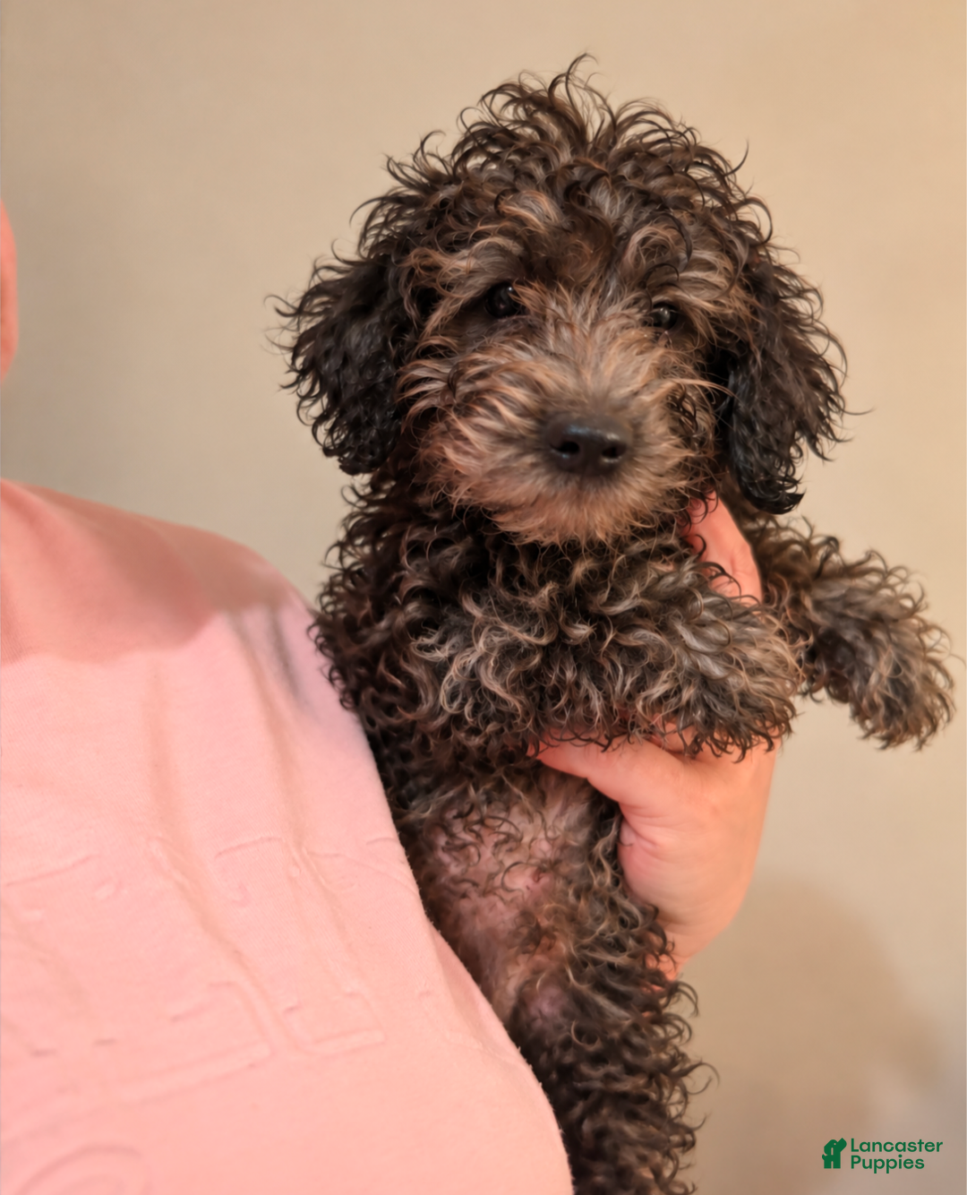 Mini Goldendoodle dogs for sale: Dallas - Ad 2