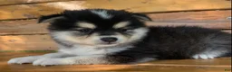 Alaskan Klee Kai dogs for sale: Little Darling~~Chloe!!! - Ad 5