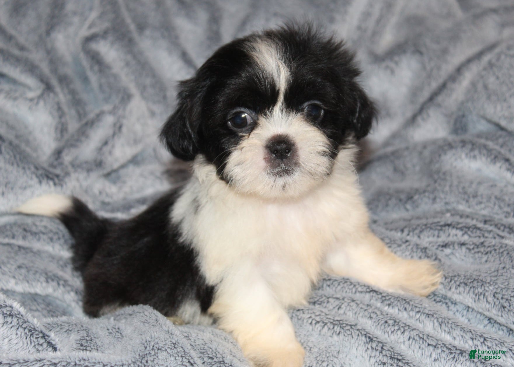 Shih Tzu dogs Miles - Ad 10