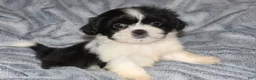 Shih Tzu dogs for sale: Miles - Ad 1
