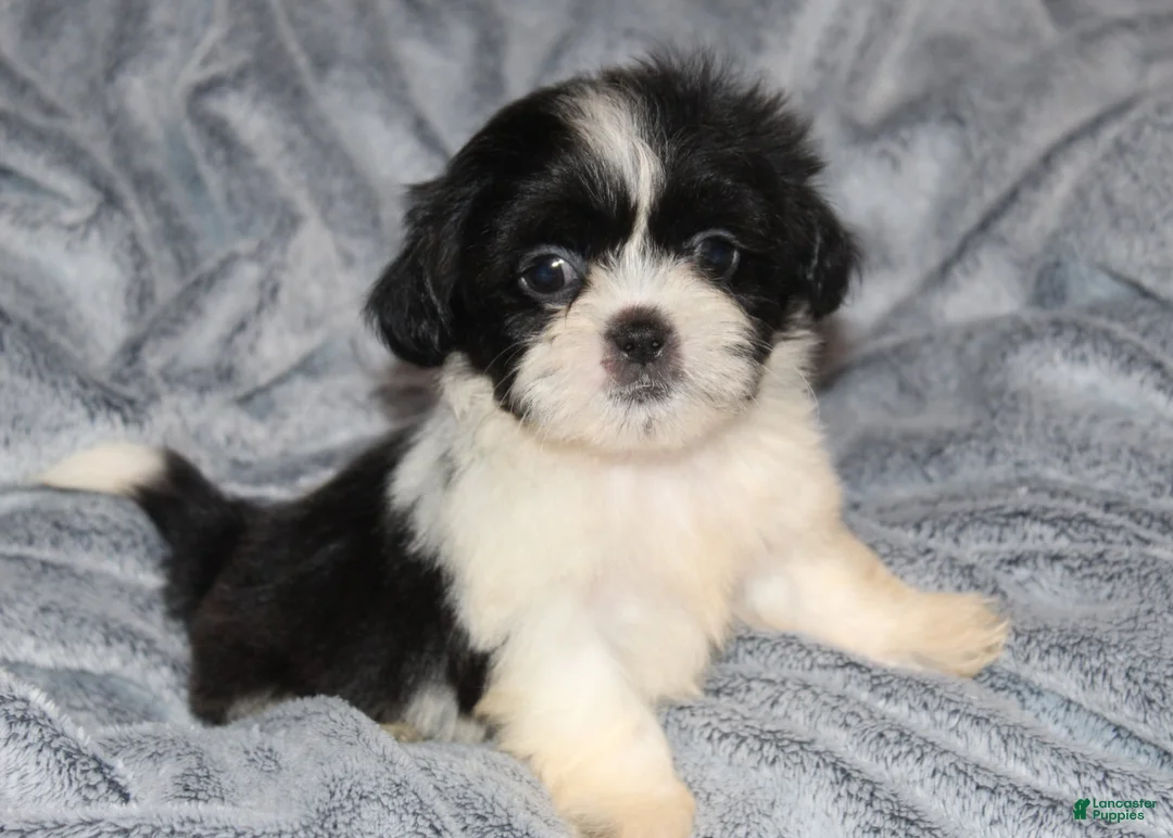 Shih Tzu dogs for sale: Miles - Ad 1