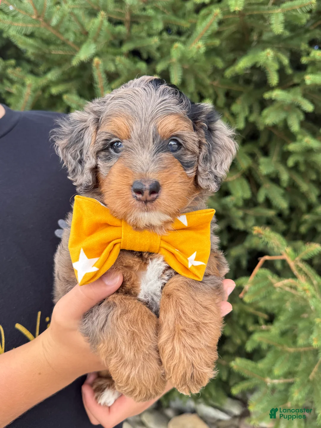 Mini Goldendoodle dogs for sale: Luna 💖 - Ad 1