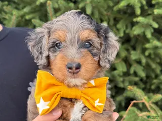 Mini Goldendoodle dogs for sale: Luna 💖 - Ad 2