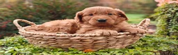 Goldendoodle dogs for sale: Copper - Ad 8