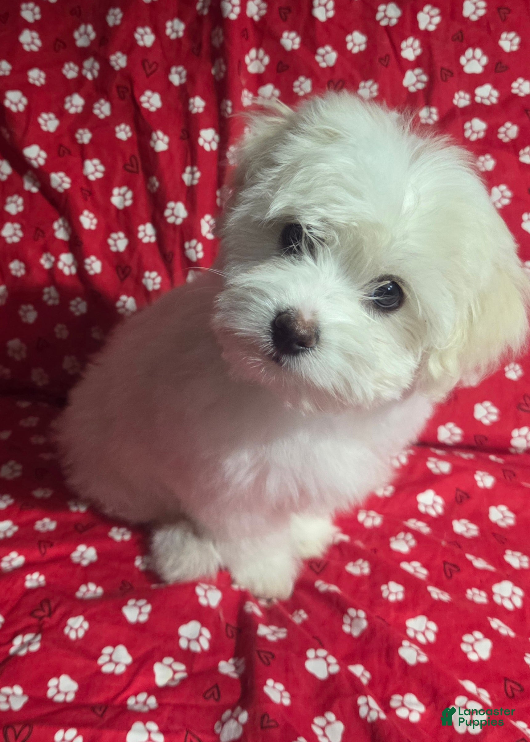 Havanese dogs Havanese Puppy 4- Shimmer - Ad 4