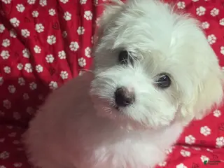 Havanese dogs Havanese Puppy 4- Shimmer - Ad 4