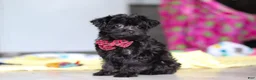Yorkiepoo dogs for sale: Ricky - Ad 14