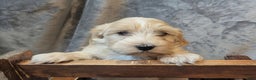 Mixed Breed dogs for sale: Rocket - Ad 7