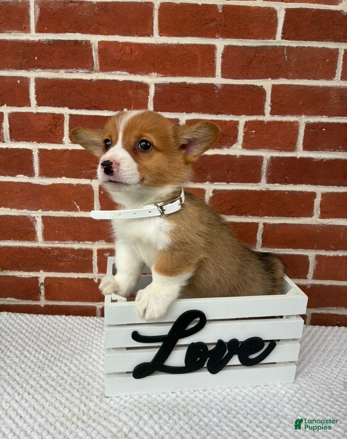 Welsh Corgi Pembroke dogs Bandit - Ad 2