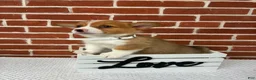 Welsh Corgi Pembroke dogs for sale: Bandit - Ad 2