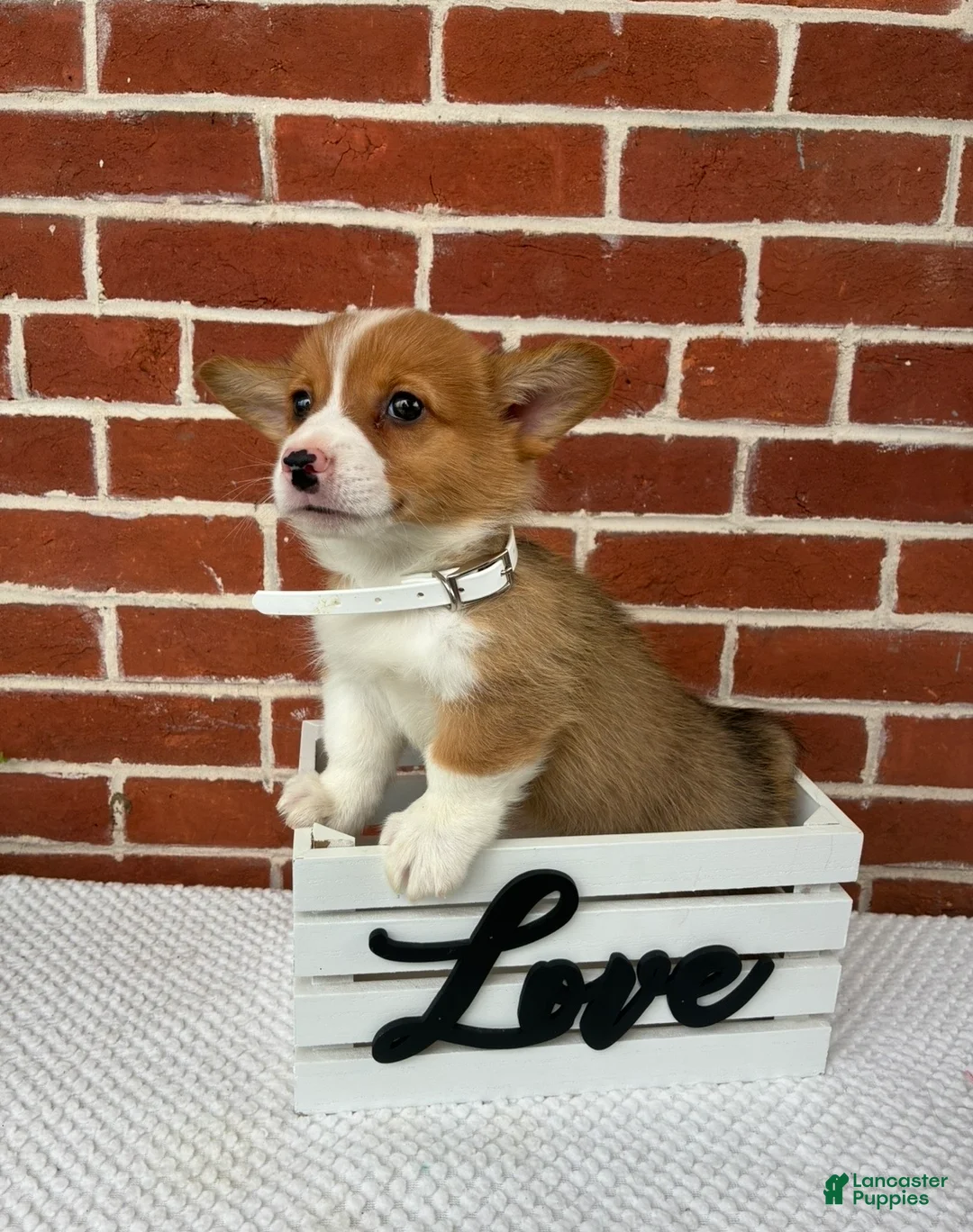 Welsh Corgi Pembroke dogs for sale: Bandit - Ad 2