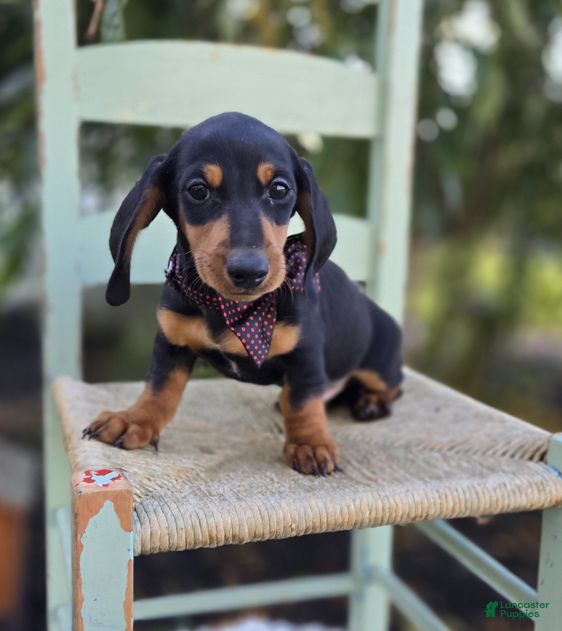 Miniature Dachshund dogs Trevor - Ad 1