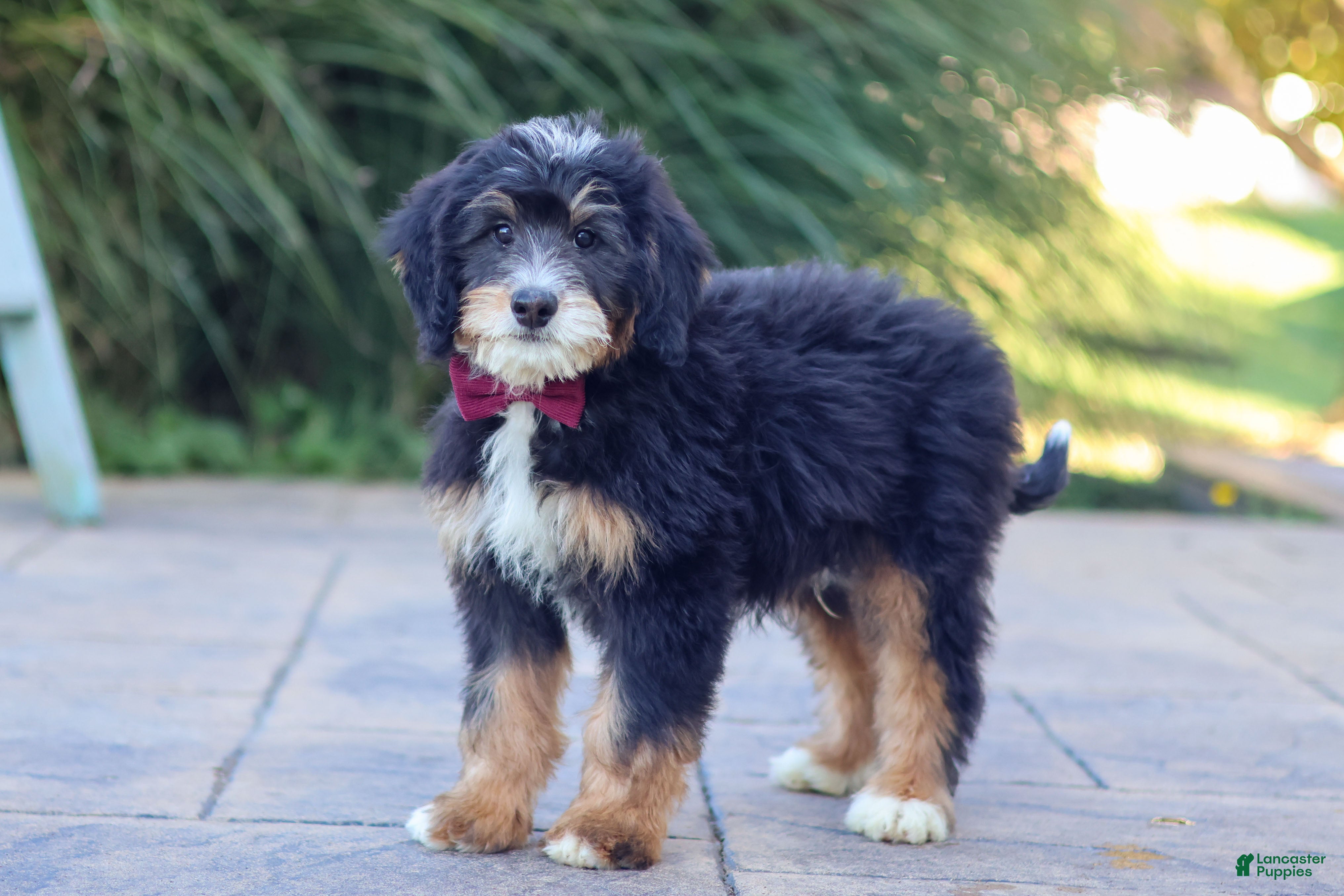 Mini Bernedoodle dogs Airhead - Ad 2