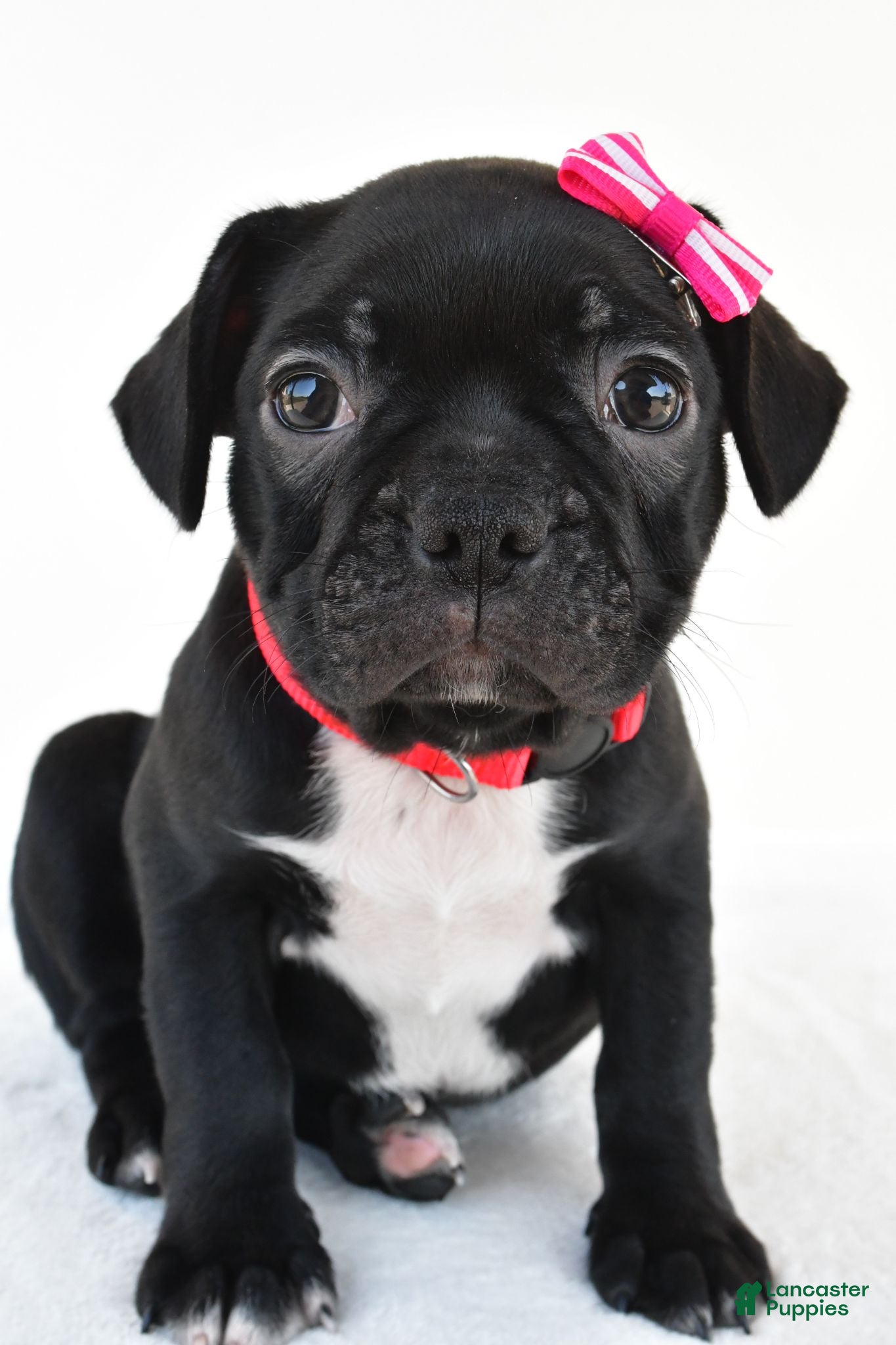 Frenchton dogs Dolly - Ad 2