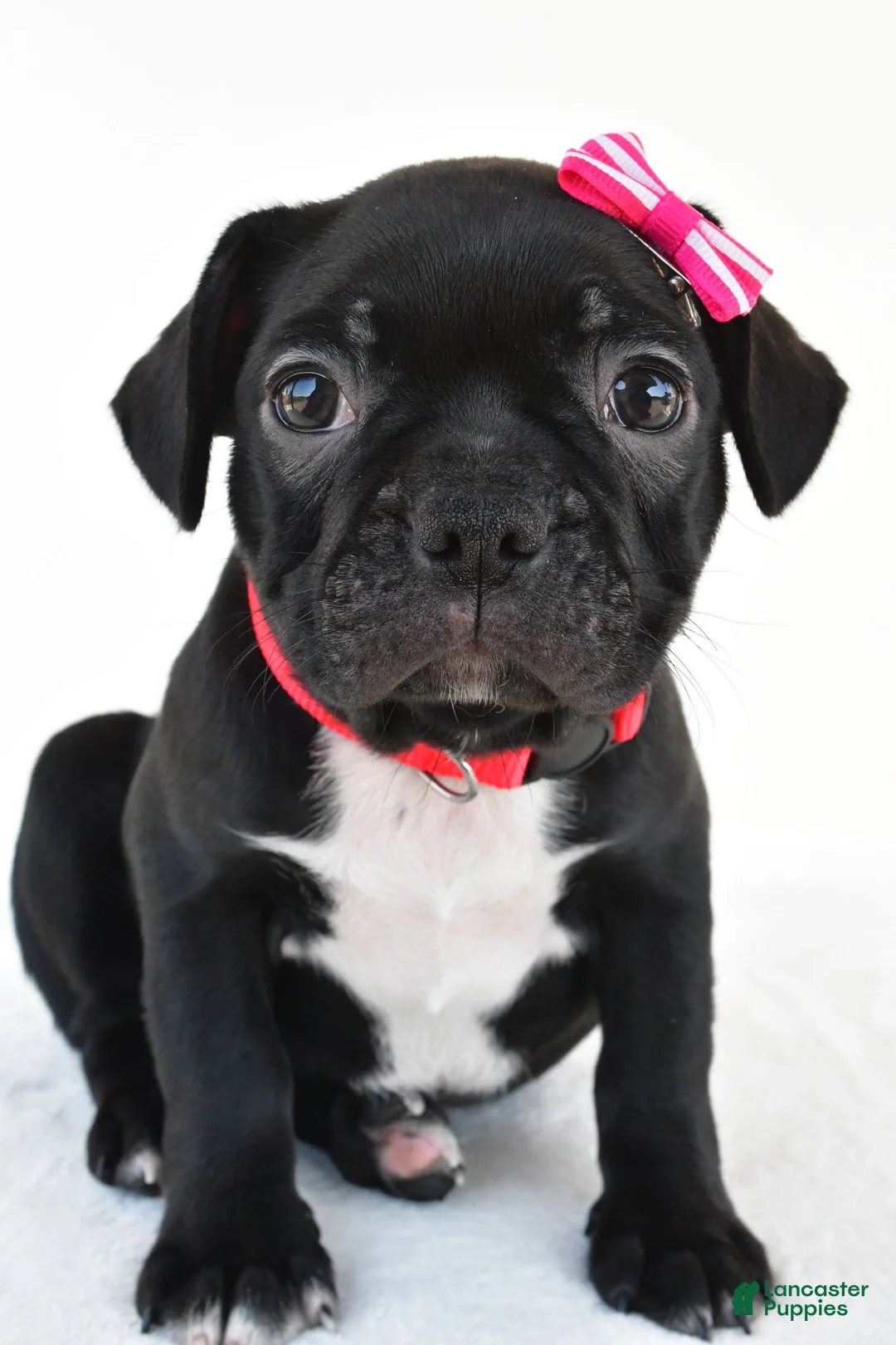 Frenchton dogs for sale: Dolly - Ad 2