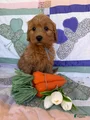 Mini Goldendoodle Puppy 5