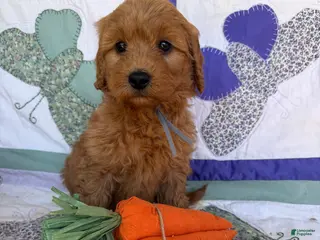 Mini Goldendoodle dogs Mini Goldendoodle Puppy 5 - Ad 14