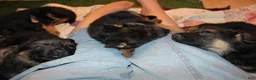 German Shepherd dogs for sale: Connie, light blue collar - Ad 10