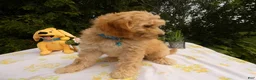 Mini Goldendoodle dogs for sale: Goldendoodle 3 Dailey - Ad 3