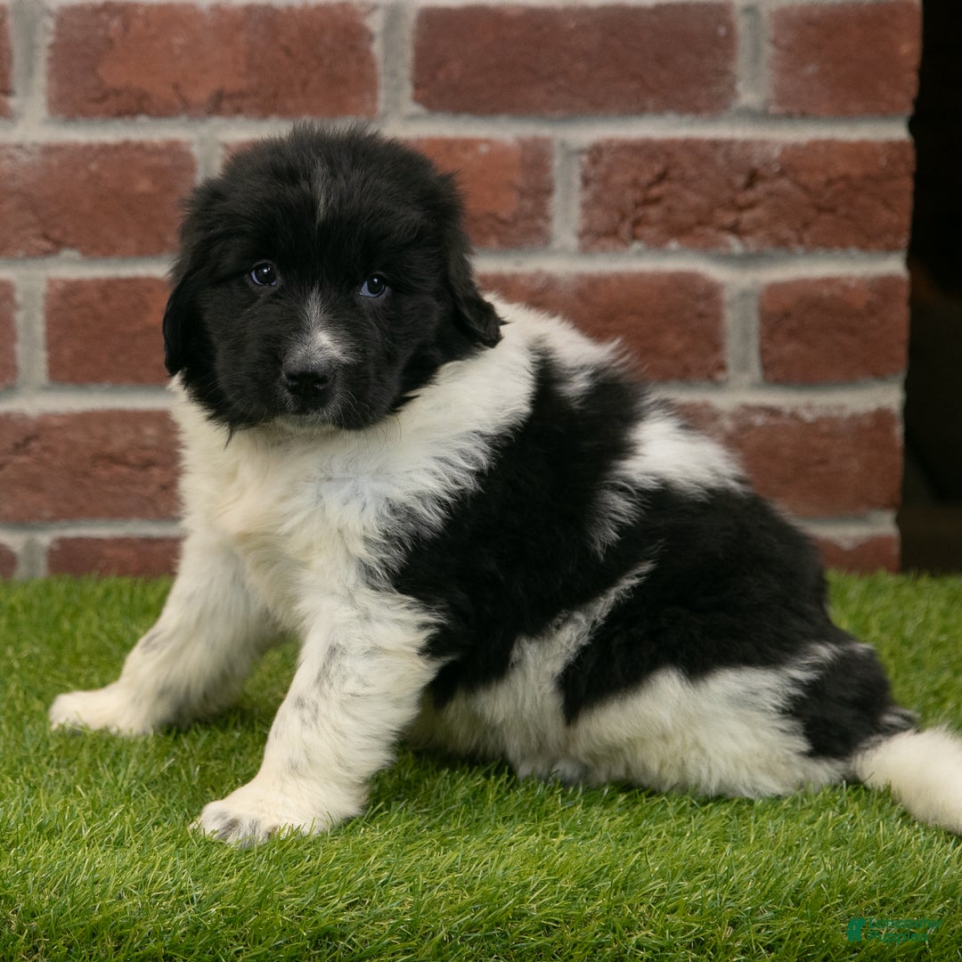 Newfoundland dogs for sale: Molly - Ad 4