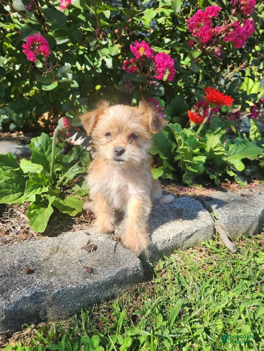 Shorkie dogs for sale: Tom - Ad 2