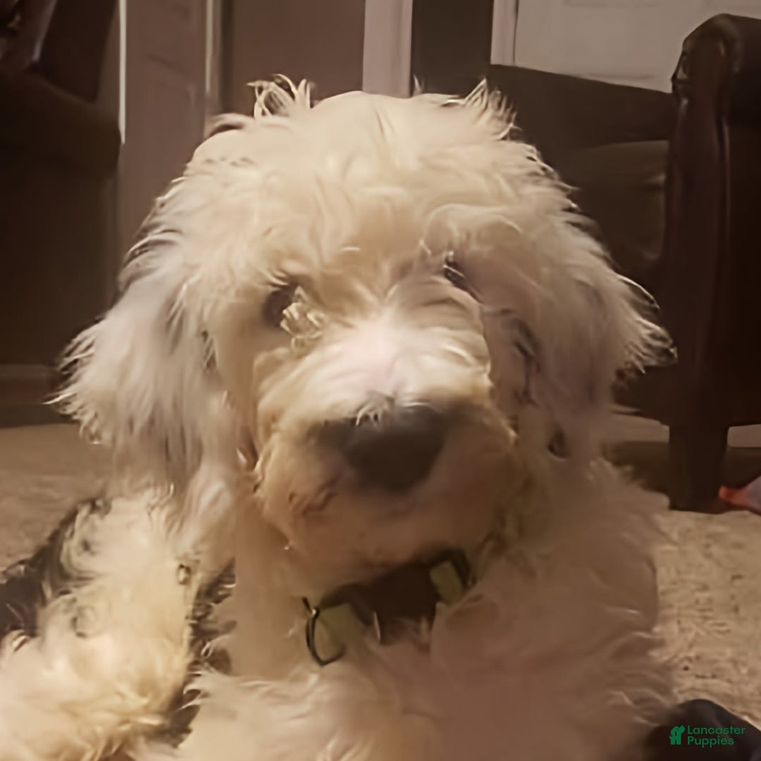 Gallery Image {{count}}