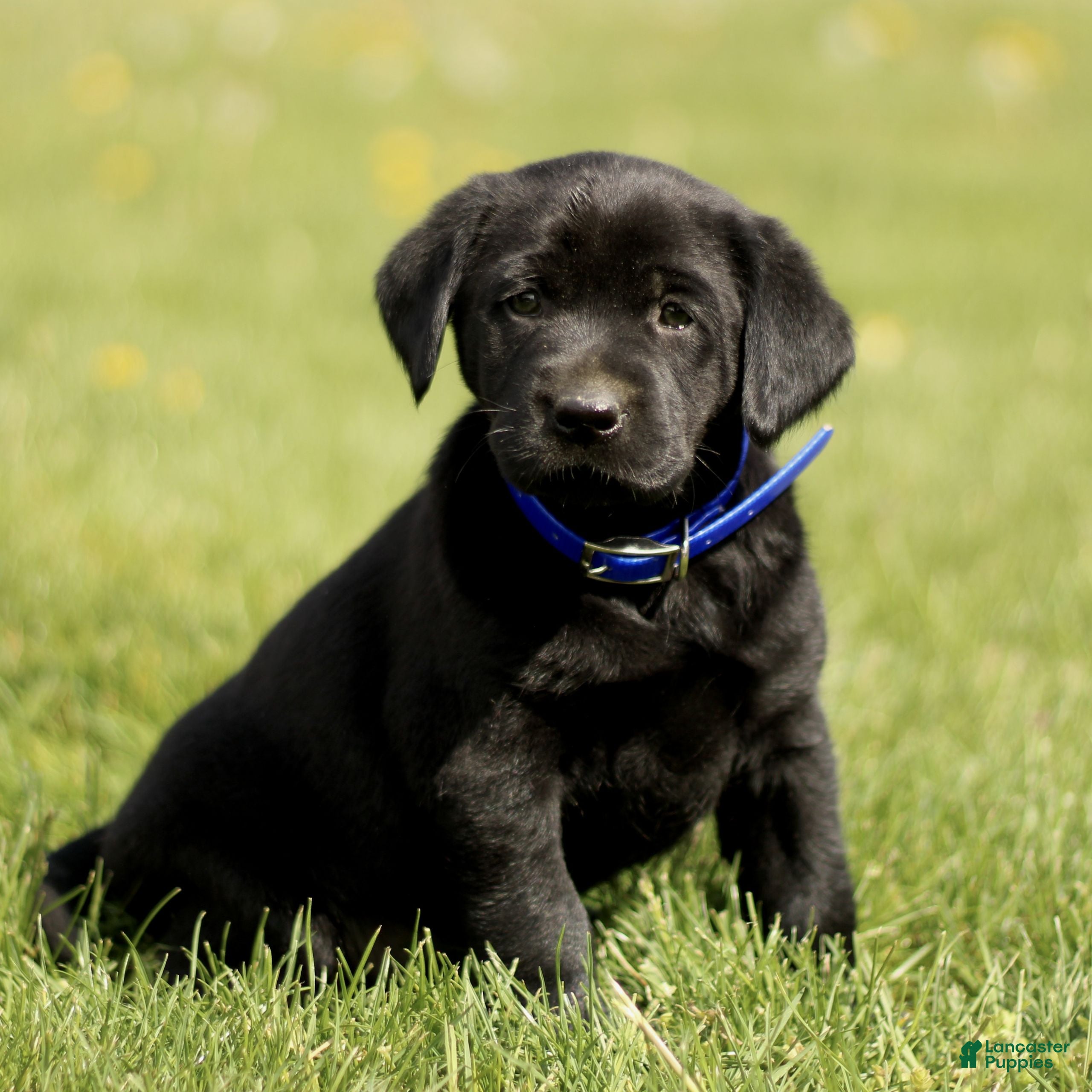 Labrador Retriever dogs for sale: Kassidy  - Ad 1