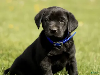 Labrador Retriever dogs for sale: Kassidy - Ad 1