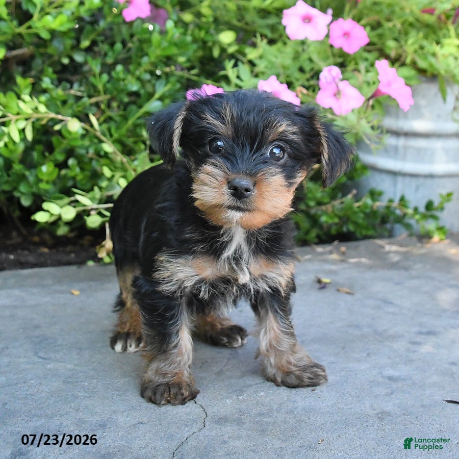 Yorkshire Terrier dogs for sale: Luna - Ad 1
