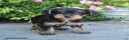 Yorkshire Terrier dogs for sale: Luna - Ad 1