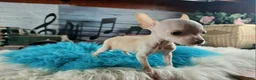 Chihuahua dogs for sale: Vanillas Teacup Boy. Hand Delivery  - Ad 7