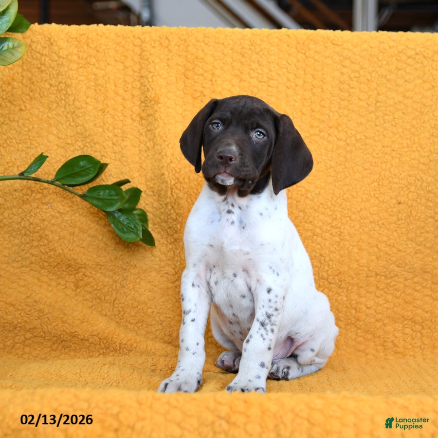 German Shorthaired Pointer dogs Boone - Ad 2