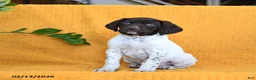 German Shorthaired Pointer dogs for sale: Boone - Ad 1