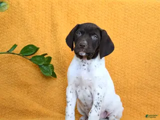 German Shorthaired Pointer dogs Boone - Ad 2