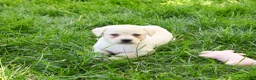Labrador Retriever dogs for sale: Silvermist  - Ad 1