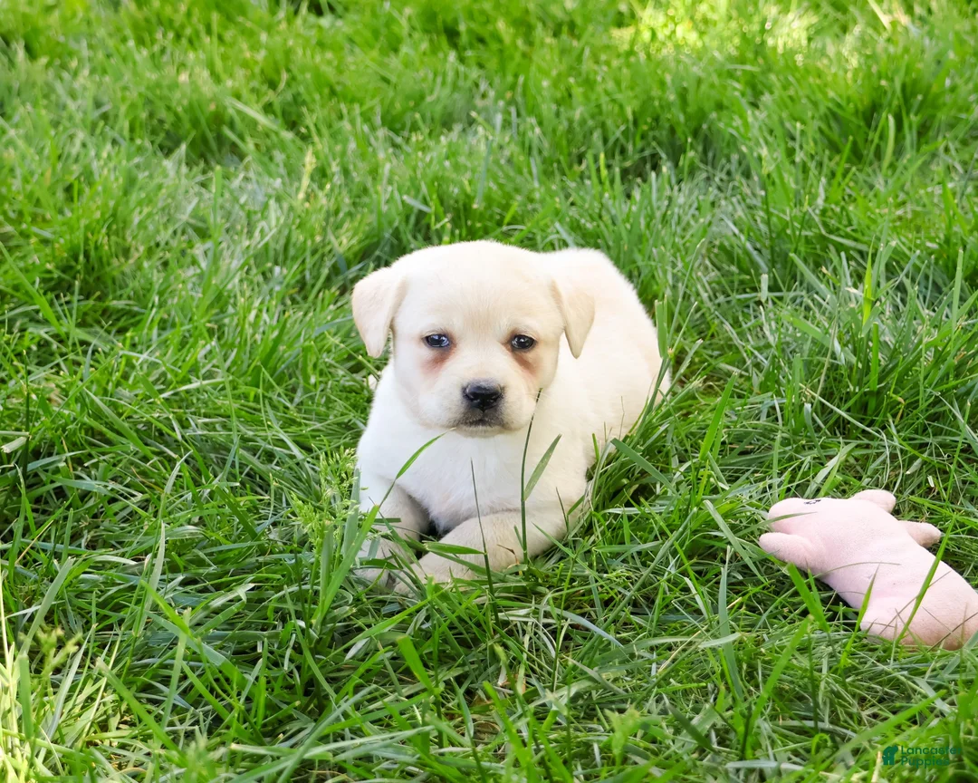 Labrador Retriever dogs for sale: Silvermist  - Ad 1
