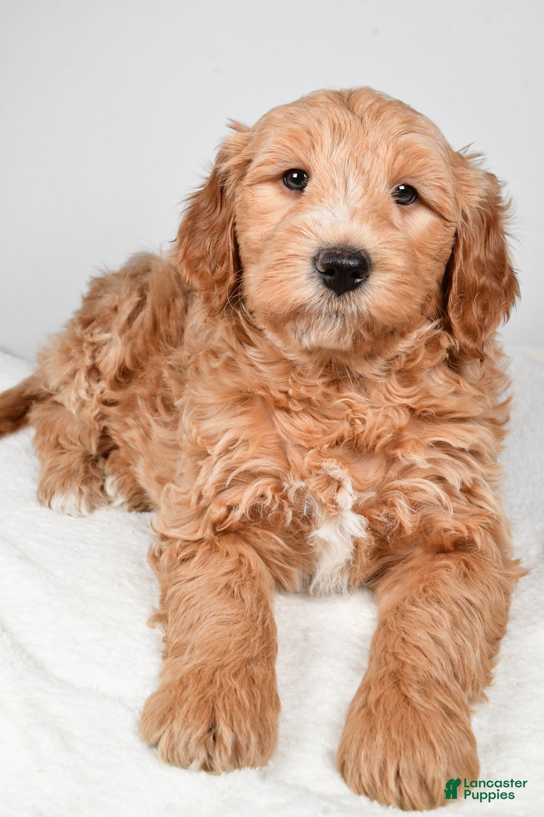 Mini Goldendoodle dogs for sale: Noelle - Ad 12