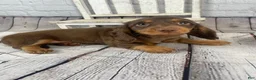Miniature Dachshund dogs for sale: Ella - Ad 5