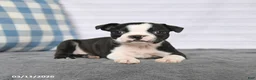 Boston Terrier dogs for sale: Roxy - Ad 3
