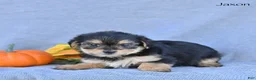 Morkie dogs for sale: Jaxon - Ad 2