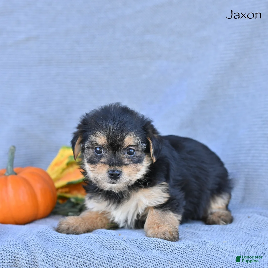 Morkie dogs for sale: Jaxon - Ad 2