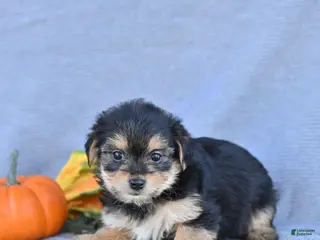 Morkie dogs Jaxon - Ad 2