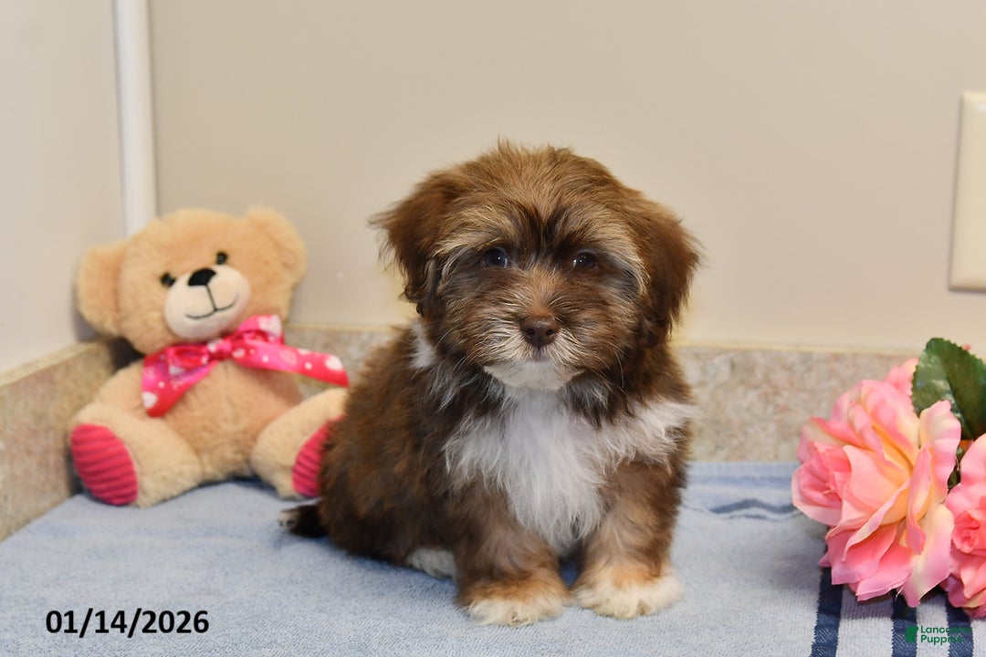 Havanese dogs for sale: Buddy - Ad 2