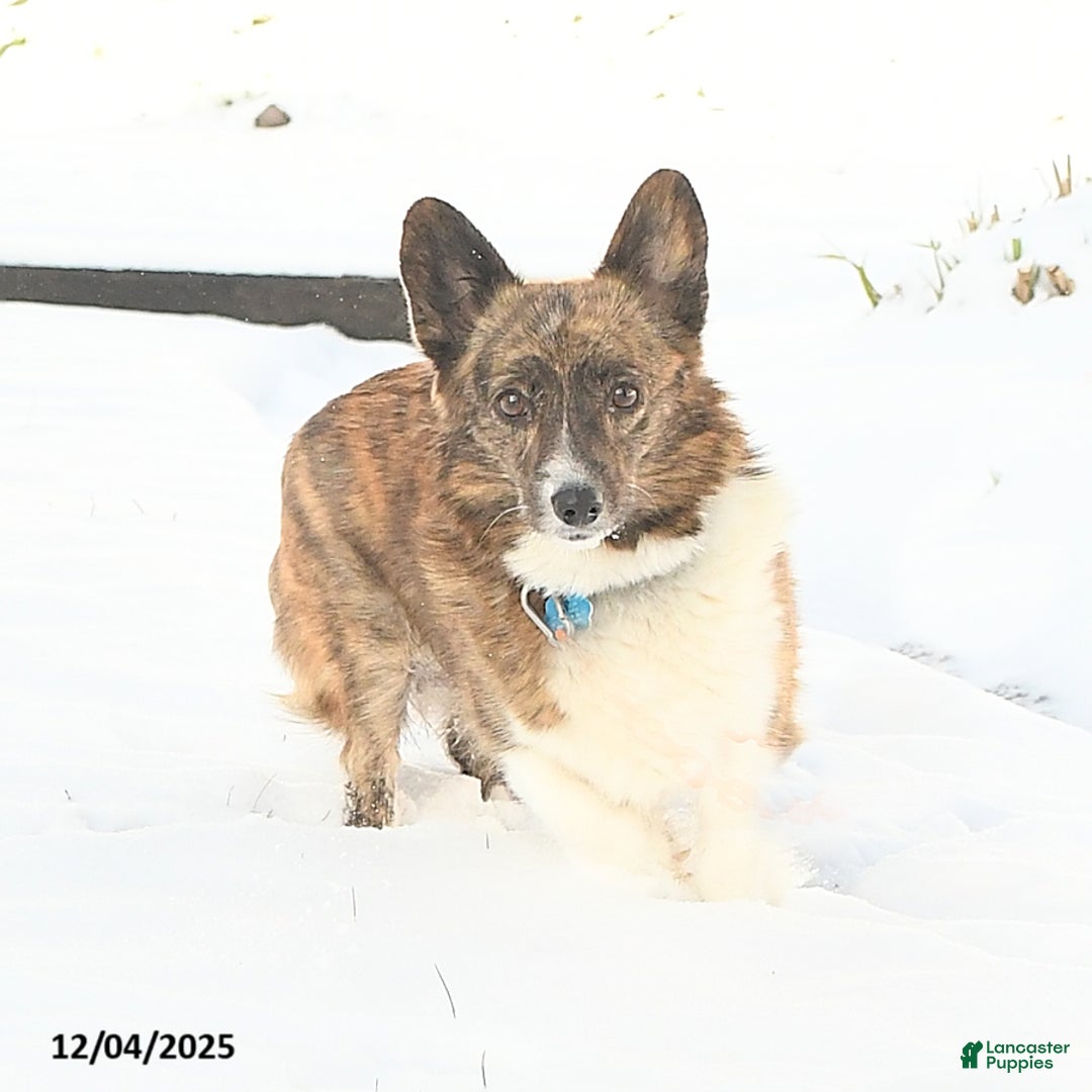 Welsh Corgi Pembroke dogs for sale: Blizzard - Ad 6