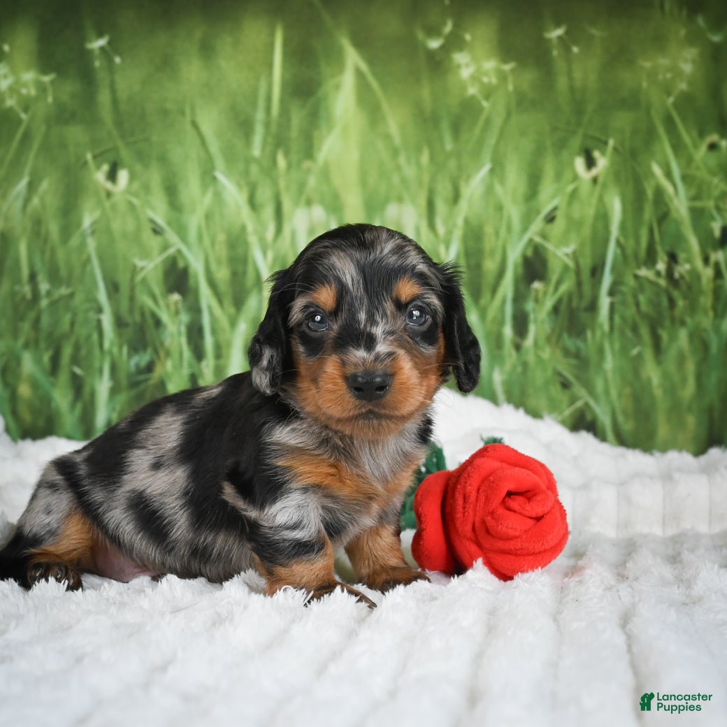 Miniature Dachshund dogs AKC Silas - Ad 1