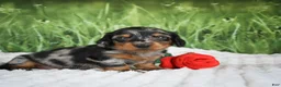 Miniature Dachshund dogs for sale: AKC Silas - Ad 1