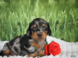 Miniature Dachshund dogs for sale: AKC Silas - Ad 2