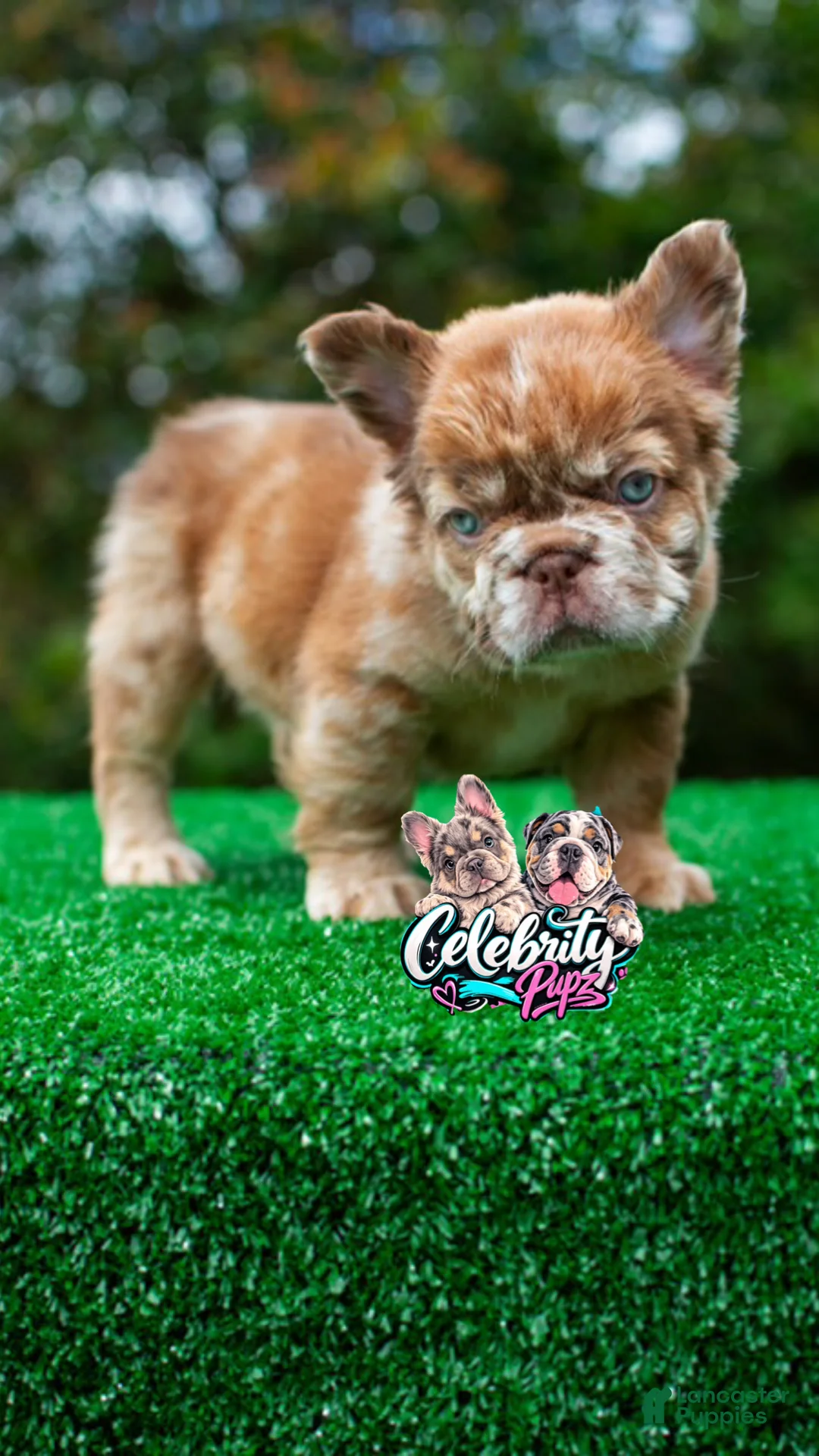 French Bulldog dogs for sale: "CINDERELLA" -ROJO FLUFFY Merle in California-USA Delivery - Ad 1